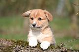 CORGI PEMBROKE 1187